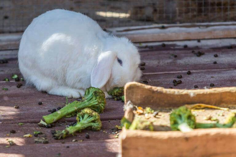 Можно ли давать кроликам капусту (фото и видео)
