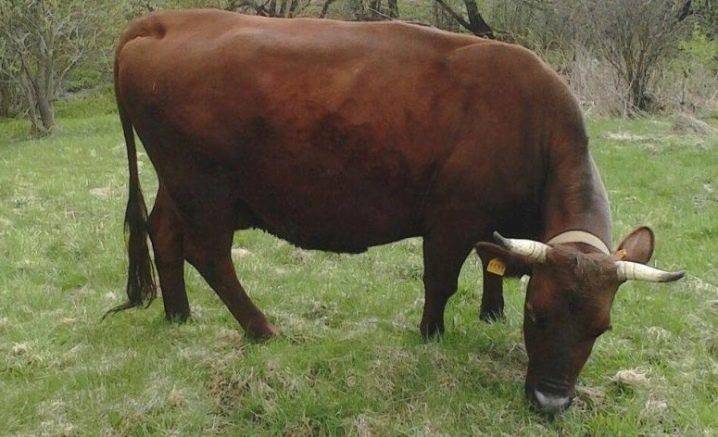 Красногорбатовская порода коров: характеристика, фото, плюсы и минусы, содержание и уход