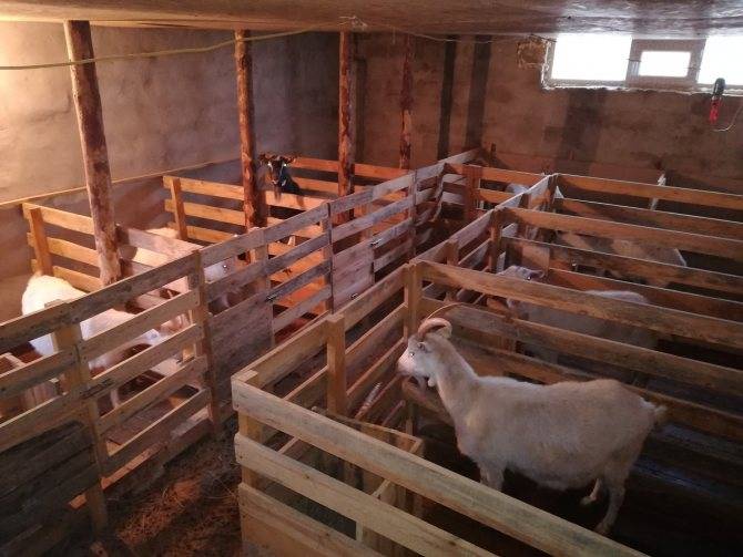 Сарай для коз: фото и аспекты строительства своими руками