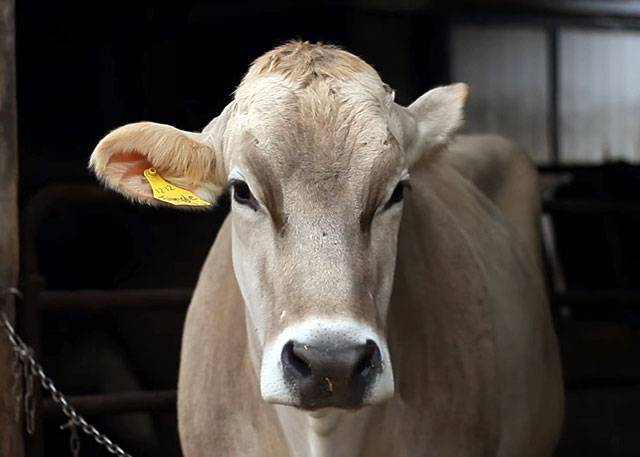 Коровы швицкой породы — особенности содержания в домашних условиях