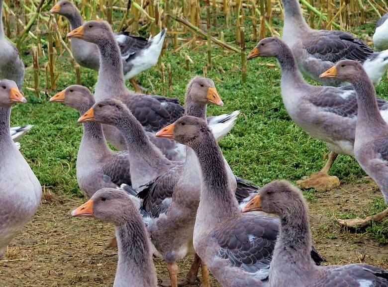 Мини ферма для гусей: все вопросы организации