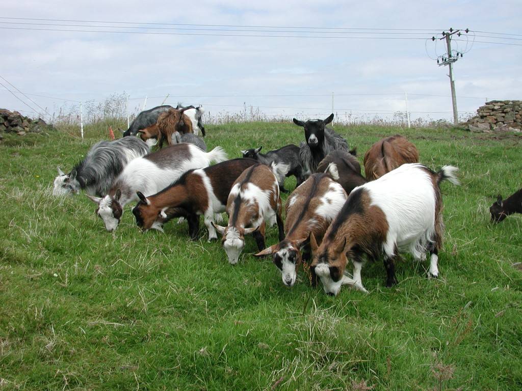 Мясная бурская порода коз 2. бурские козы – кто они и откуда? происхождение.