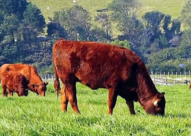 Красная датская порода коров: характеристика, содержание