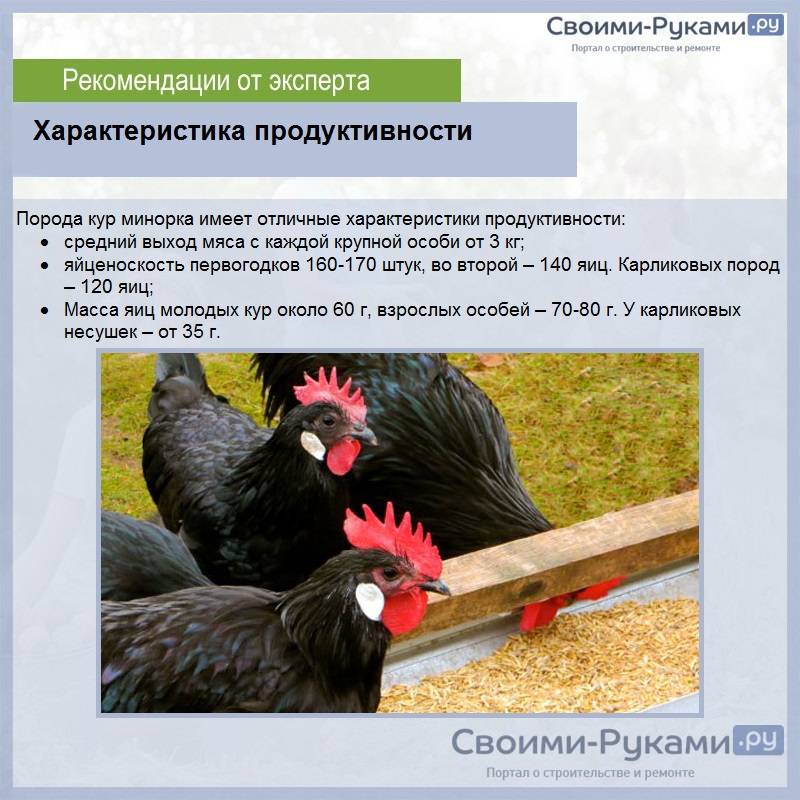 Русская павловская курица — самая красивая в мире