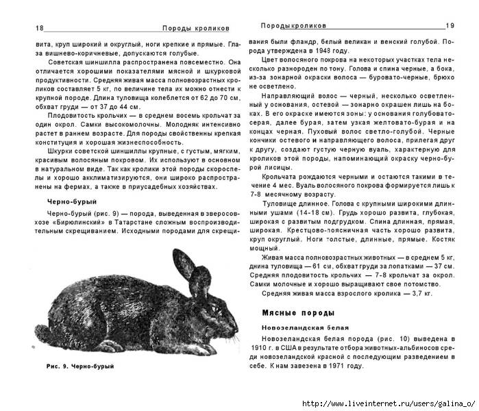 Черно-бурый кролик — содержание, кормление, разведение, особенности породы