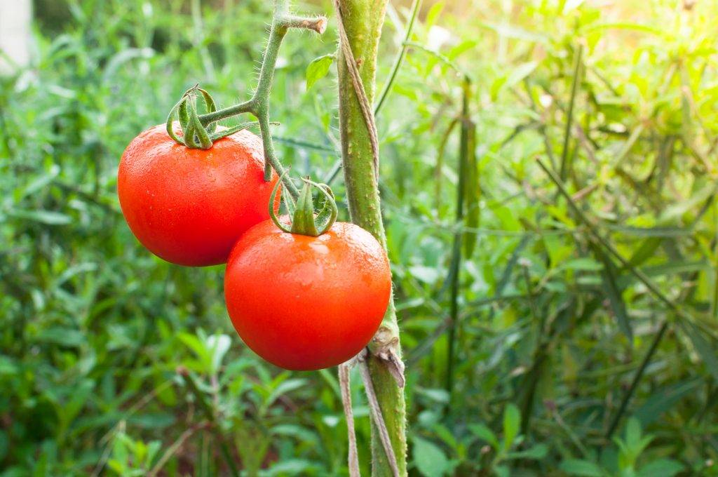 Томатная «дубрава»: как на «дубках» вырастить по 5 кг помидоров