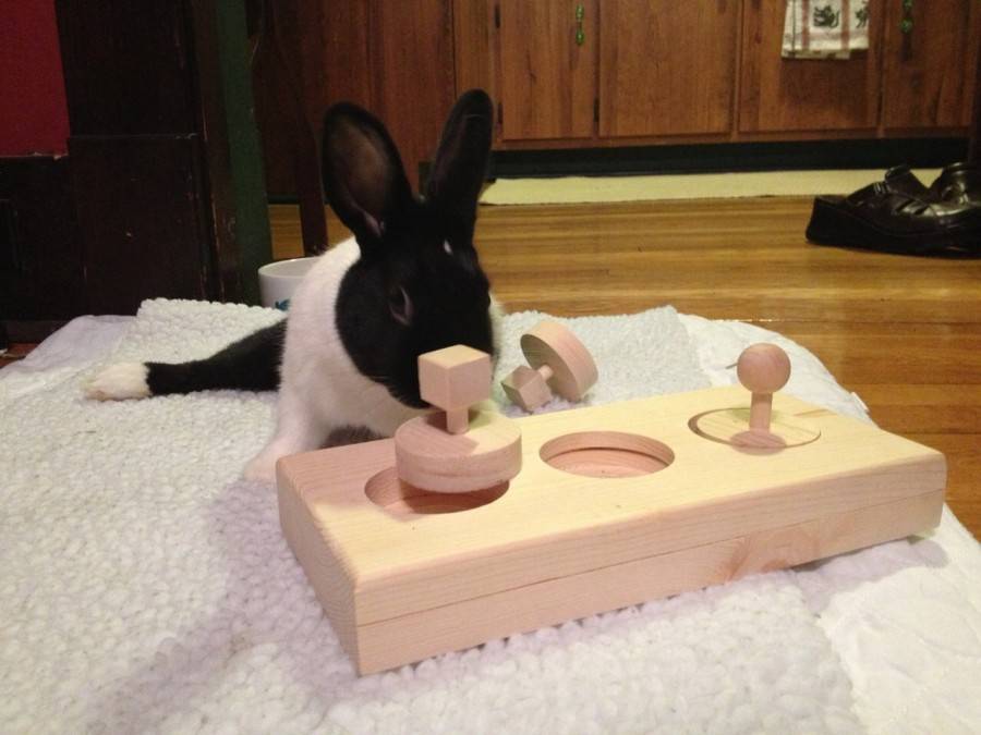 Игрушки для кроликов своими руками: схема и чертеж, видео и фото