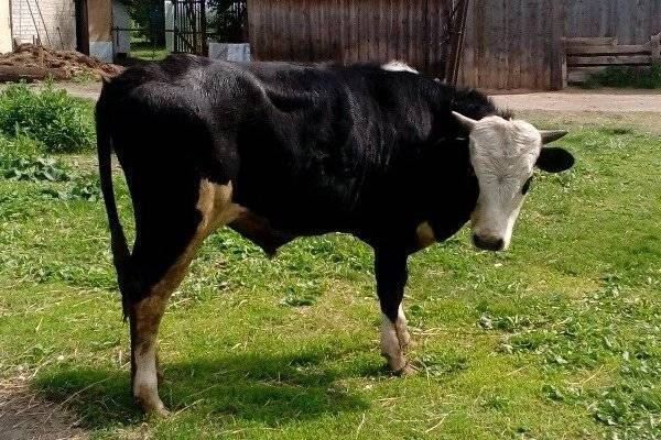 Ярославская порода коров: описываем детально