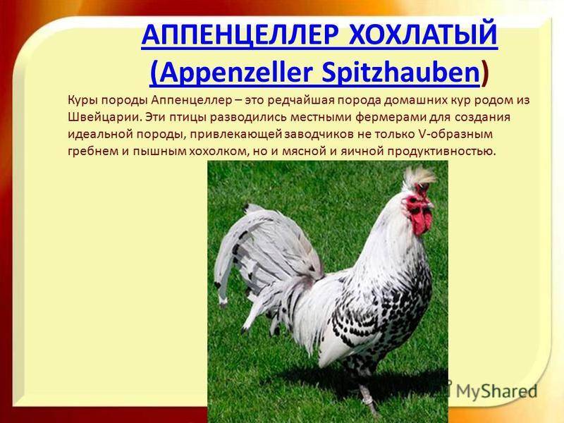 Русская хохлатая порода кур: описание чубатых ситцевых (фото)