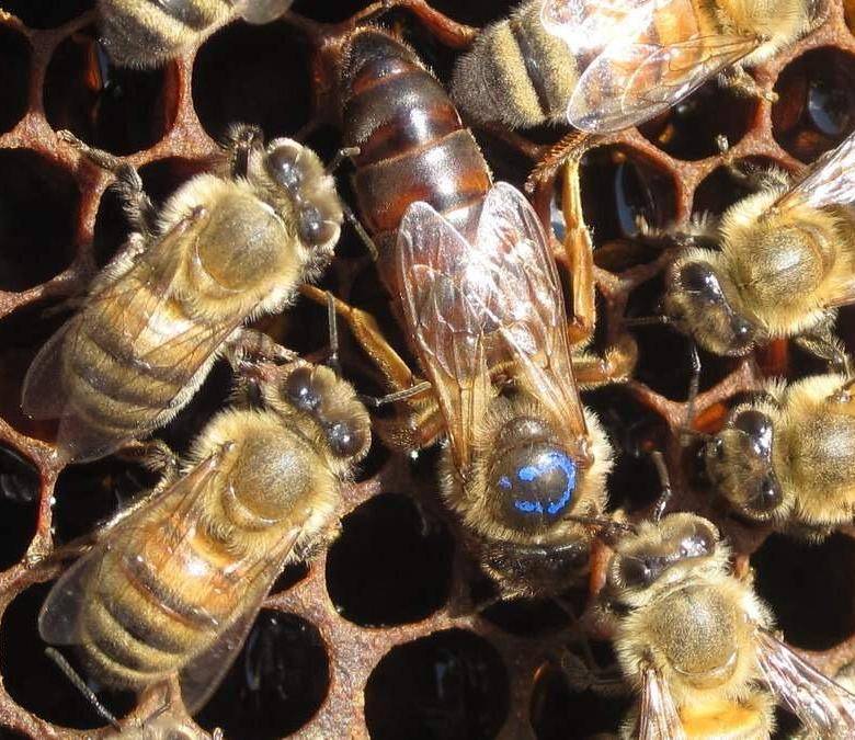 Как появляется, кто оплодотворяет и как выглядит матка пчелы, ее функции и фото