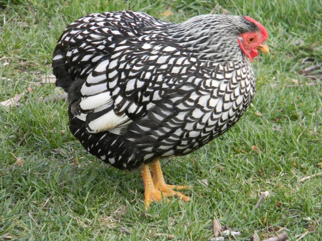 Карликовые курицы виандот, описание породы