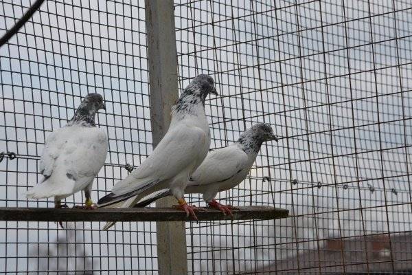 Статные голуби: породная группа элегантных птиц со спокойным уверенным поведением