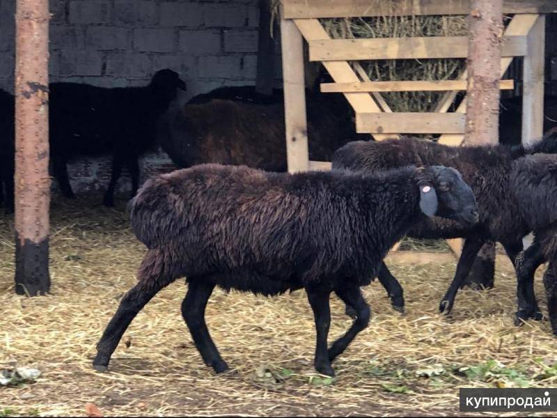 Курдючные овцы и бараны: описание с фото, содержание и разведение породы