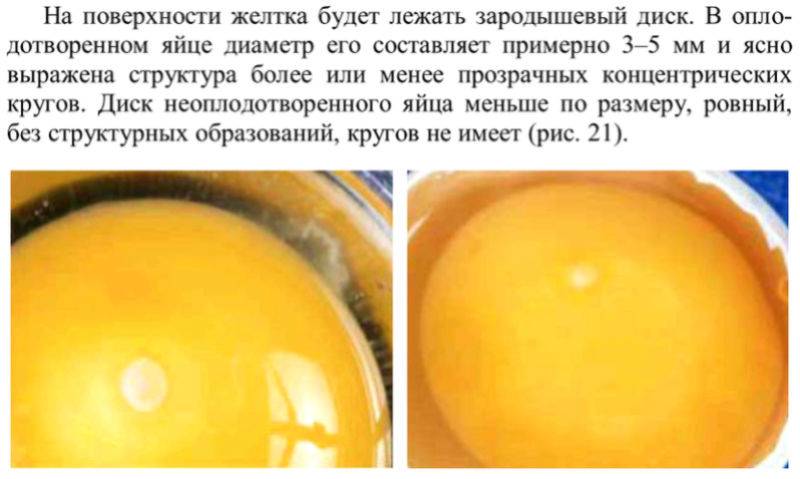 Овоскопирование куриных яиц: как определить их оплодотворенность