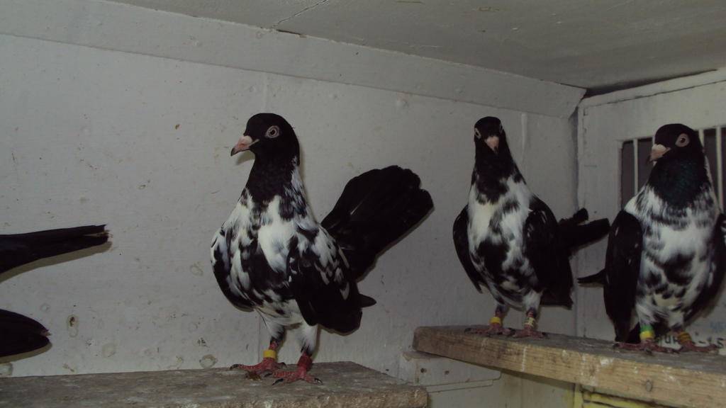 Николаевские голуби – история породы, описание, летные качества, разведение