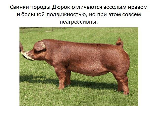 Порода свиней дюрок: характеристика, содержание, кормление