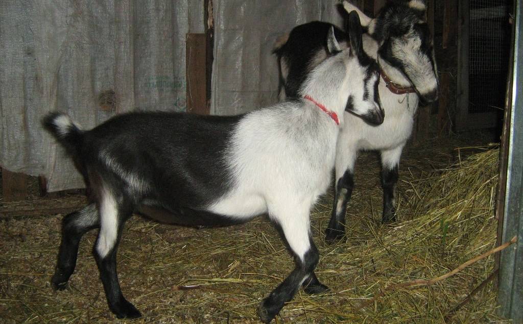 Альпийская порода коз - характеристики породы с фото и видео | россельхоз.рф