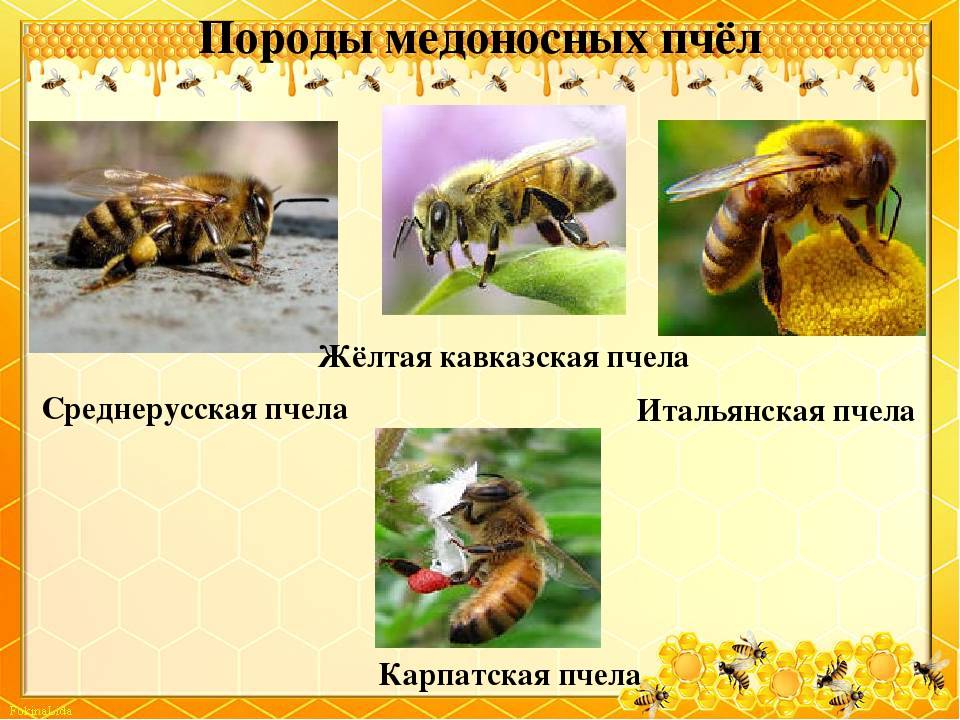 Породы пчел с фото и описанием