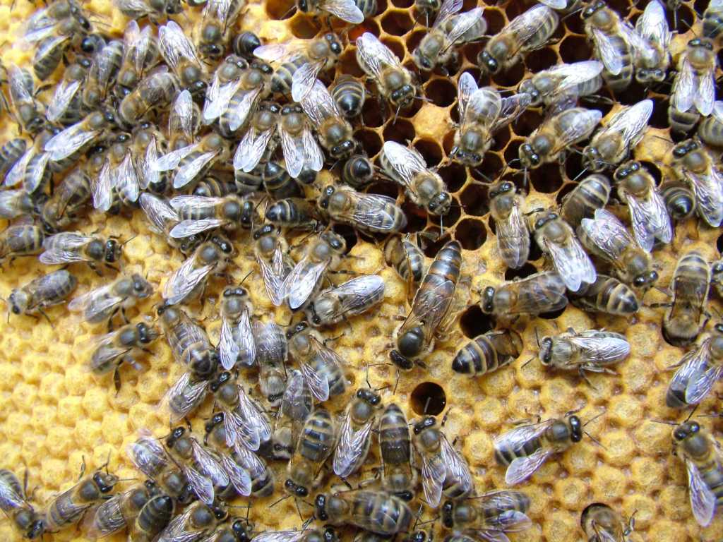 Целевой стандарт пчел породного типа «московский» карпатской породы
