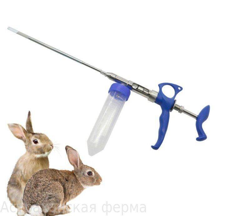 Метод искусственного осеменения кроликов