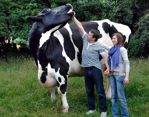 Самый большой бык (корова) в мире: описание пород