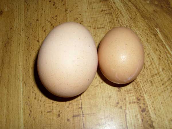 Самые лучшие яйценоские породы кур с фото и описанием
