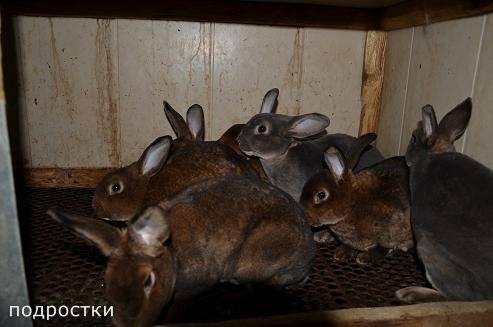 Кролики рекс: фото, особенности породы, содержание, кормление