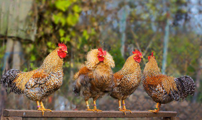 Удивительное сочетание декоративности и яйценоскости — павловская порода кур