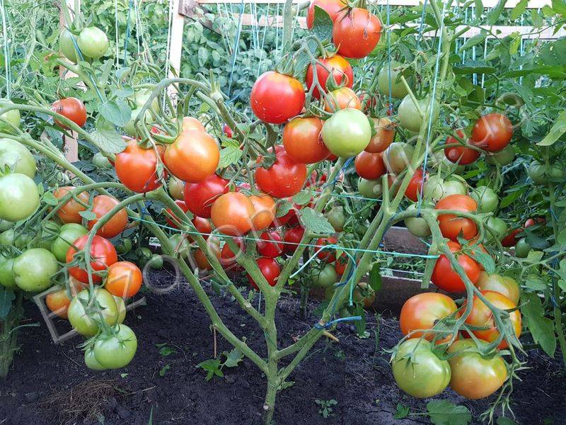 Томат ямал: отзывы тех кто сажал и выращивал помидоры об их урожайности, видео и фото куста в высоту, характеристика и описание сорта семян сибирский сад