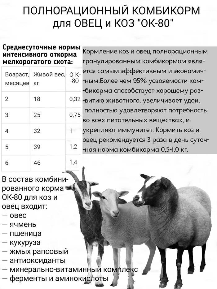 Как правильно кормить козу в зимний период?