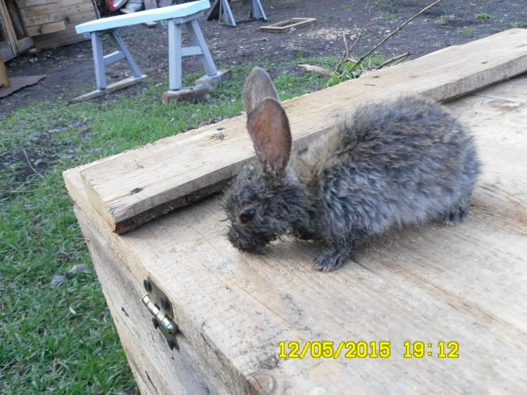 ᐉ у кролика мокрая мордочка: симптомы и лечение мокреца - zooon.ru