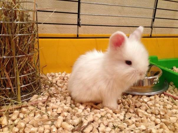 Содержание карликовых кроликов в домашних условиях: породы, уход
