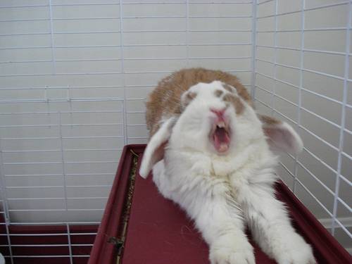 Почему у кроликов красная моча: физиологические и патологические причины