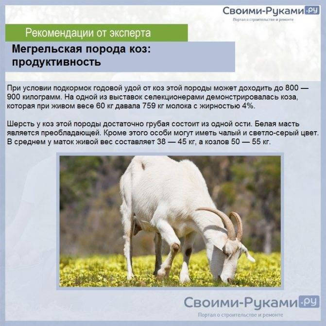 Рецепты из козлятины, 24 рецепта, фото-рецепты / готовим.ру