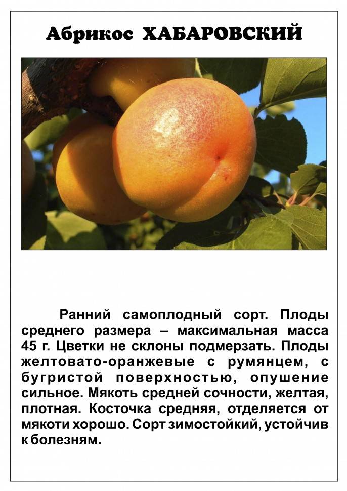 Сорт абрикоса триумф северный