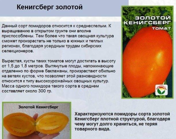 Томат кенигсберг золотой: описание сорта, отзывы, фото | tomatland.ru