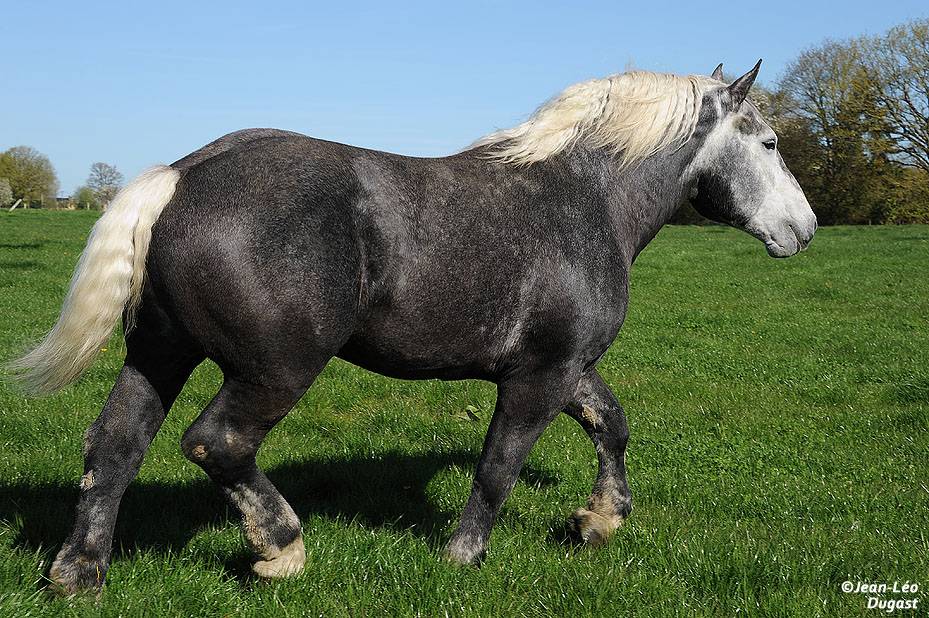 Лошадь породы першерон — характеристика породы и особенности ухода