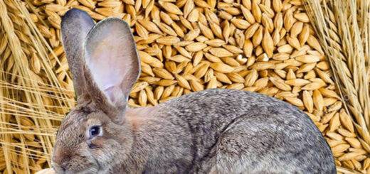 Можно ли кормить кроликов пшеницей и ячменем