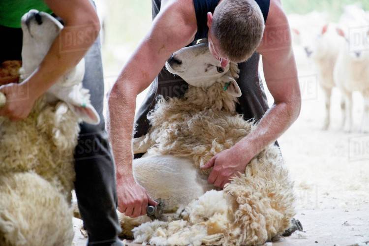 Сроки, способы и техника стрижки овец, советы и рекомендации