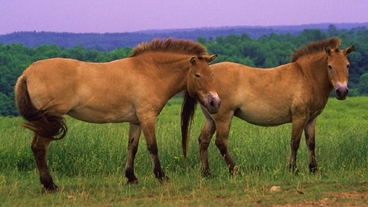 Лошадь пржевальского – проблемы дикого вида 2021