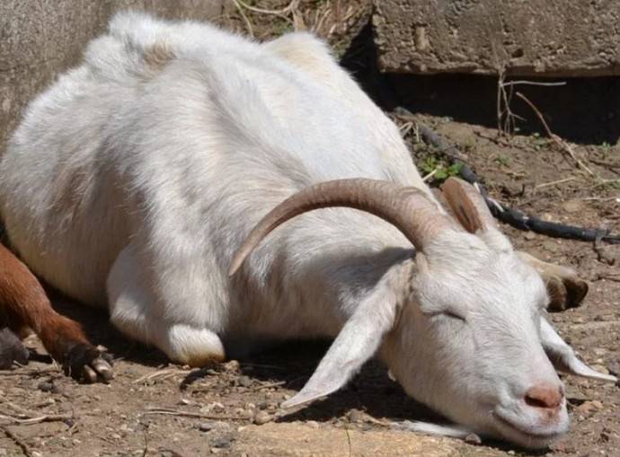 Домашние козы. основные болезни и обязательные прививки