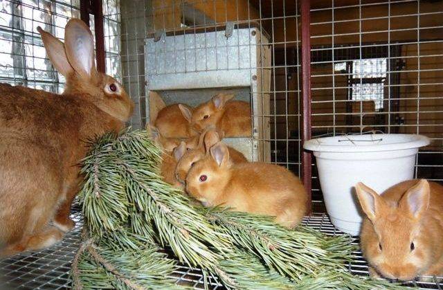 Какие ветки можно давать кроликам, а какие нет