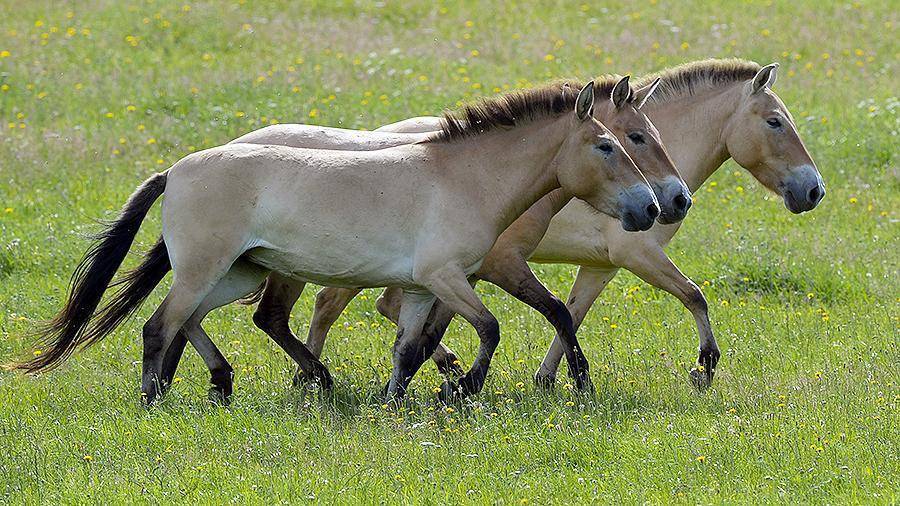 Лошадь пржевальского — гордое животное, обитающее в монгольских степях