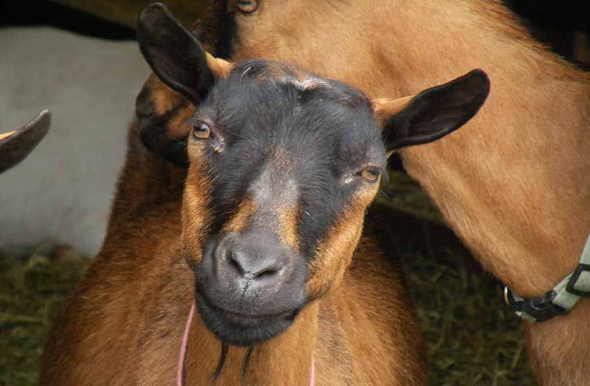 Чешская порода коз: описание, фото, характеристика, отзывы
