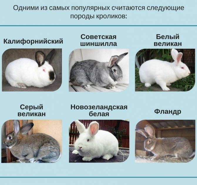 Особенности разных пород кроликов