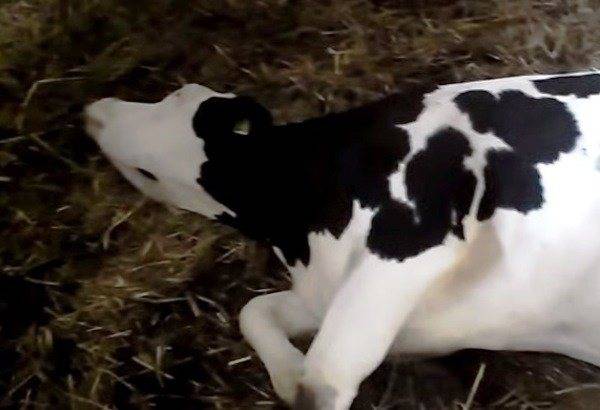 Рубец у коровы: причины заболеваний и методы лечения ао "витасоль"