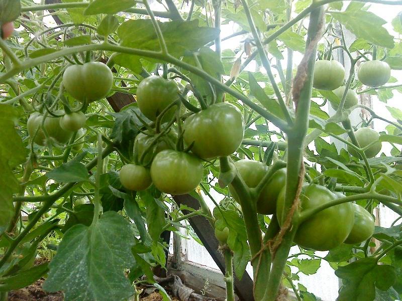 Как выращивать сорт томатов лабрадор? (видео)