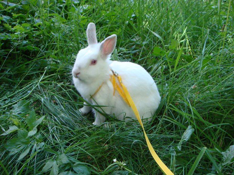 Короткошерстный кролик цветной карлик: характер и содержание, стандарт породы
