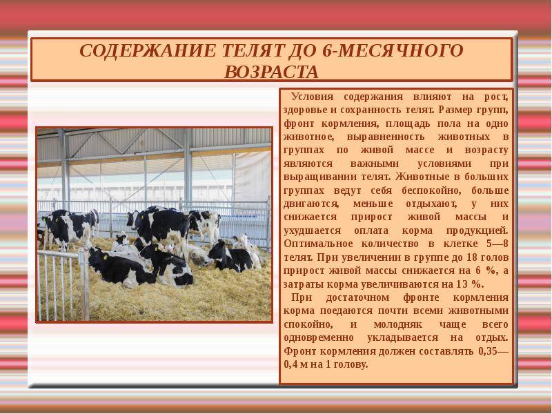 Современное животноводство — разведение мясных коров в россии | cельхозпортал