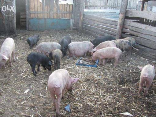 Порода свиней мангалы: характеристика, разведение и отзывы